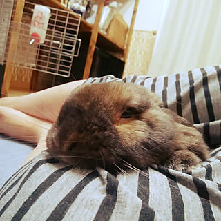 部屋全体/うさぎと暮らす/うさぎ飼ってます/うさぎ/ペット...などのインテリア実例 - 2017-08-06 10:18:00