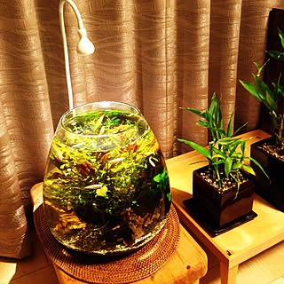 メダカ シンプルのインテリア実例 Roomclip ルームクリップ