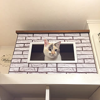 セリア キャットハウスdiyのインテリア 手作りの実例 Roomclip ルームクリップ セリア キャットハウスdiyのインテリア 手作りの実例 Roomclip ルームクリップ