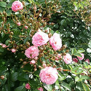 机/薔薇の花園/Room Clip 症候群/最後まで愛する/いいね!押し逃げばかりでごめんなさい。...などのインテリア実例 - 2017-06-29 09:59:34
