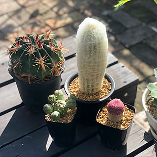 玉翁のインテリア実例 Roomclip ルームクリップ