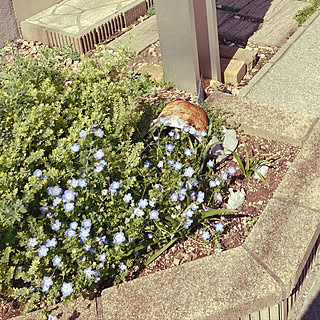 ポスト周り ガーデニングのインテリア実例 Roomclip ルームクリップ