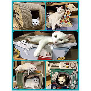 猫グッズ オーサムストアのインテリア実例 Roomclip ルームクリップ