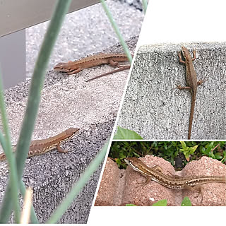 カナヘビのインテリア実例 Roomclip ルームクリップ