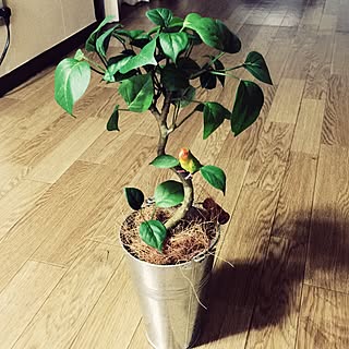 カインズホーム フェイクグリーン インコガチャのまとめページ Roomclip ルームクリップ カインズホーム フェイクグリーン インコガチャのまとめページ Roomclip ルームクリップ