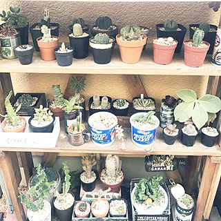 棚/日替わり投稿企画!木曜日/植物/NO GREEN NO LIFE/いいね、フォロー本当に感謝デス☺︎...などのインテリア実例 - 2017-07-20 17:24:50