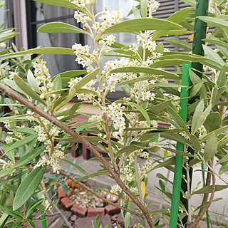 オリーブの花のインテリア実例 Roomclip ルームクリップ