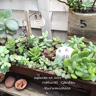 多肉寄せ植え 春萌のインテリア実例 Roomclip ルームクリップ