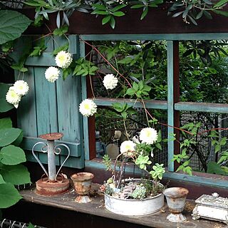 庭 クレマチスのインテリア実例 Roomclip ルームクリップ