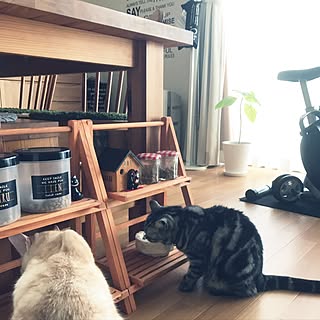 ねこ部 筋トレグッズのインテリア実例 Roomclip ルームクリップ