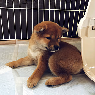 犬小屋 柴犬のインテリア実例 Roomclip ルームクリップ 犬小屋 柴犬のインテリア実例 Roomclip ルームクリップ