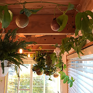 観葉植物 パッションフルーツのインテリア実例 Roomclip ルームクリップ