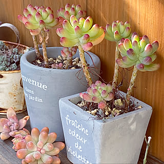多肉棚/乙女心/セリアのコンクリ鉢/2020.1.19/〇〇のある暮らし...などのインテリア実例 - 2020-01-19 18:58:30