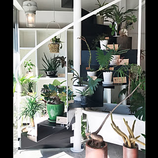 棚/グリーン/観葉植物/階段/ステンレス階段...などのインテリア実例 - 2018-02-27 14:23:08