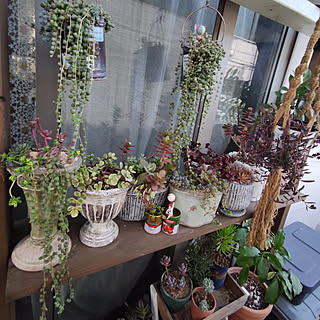 多肉植物 吊るすの大好きのおしゃれなアレンジ 飾り方のインテリア実例 Roomclip ルームクリップ