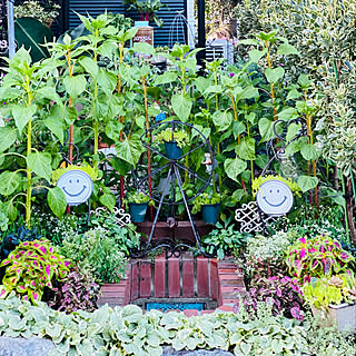 花が咲かないのインテリア実例 Roomclip ルームクリップ