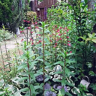 玄関/入り口/ガーデニング/狭小GARDEN/宿根草/ハーブ多種...などのインテリア実例 - 2017-06-17 16:41:27