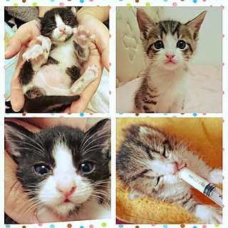 ねこも家族♥/野良猫/猫大好き♥/保護猫/いいね&フォローありがとうございます☆...などのインテリア実例 - 2017-06-06 09:20:07