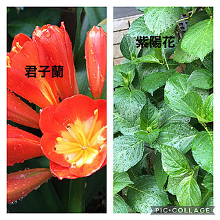 雨上がりの庭/植物活きいき/恵みの雨/派手な赤/君子蘭はピーク...などのインテリア実例 - 2021-04-18 07:14:57