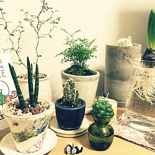 水耕栽培 ソフォラリトルベイビーのインテリア実例 Roomclip ルームクリップ