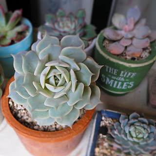 多肉植物 ローラのインテリア実例 Roomclip ルームクリップ 多肉植物 ローラのインテリア実例 Roomclip ルームクリップ