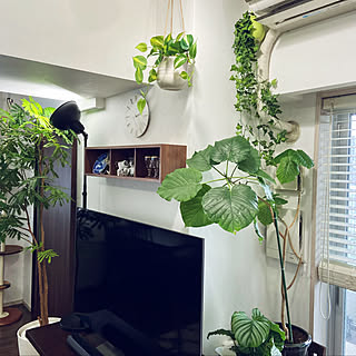 観葉植物 エアコンの配管隠しのおしゃれなアレンジ 飾り方のインテリア実例 Roomclip ルームクリップ