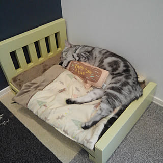 猫のいる部屋 タイルカーペット便利のインテリア実例 | RoomClip