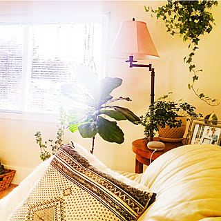 壁/天井/賃貸/古い家/アイビー/カシワバゴム...などのインテリア実例 - 2020-01-24 10:48:30