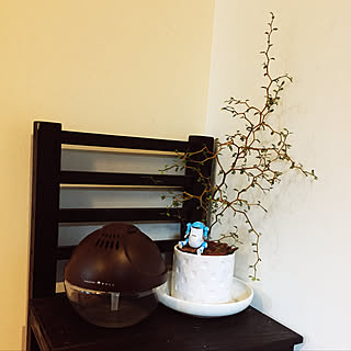 変な植物のインテリア実例 Roomclip ルームクリップ