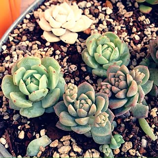 多肉植物 ホワイトローズのインテリア実例 Roomclip ルームクリップ