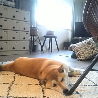 ベッド周り/柴犬♡/ハル❤/ラグ/ダブルディ♡...などのインテリア実例 - 2018-06-12 08:56:10