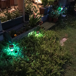 ソーラーLEDライト/ガーデニング/芝/花のある暮らし♡/ニトリ...などのインテリア実例 - 2019-06-22 20:10:11