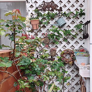 多肉植物/トレリス/バラ/my garden/my garden˚✧₊⁎...などのインテリア実例 - 2019-04-12 17:24:31