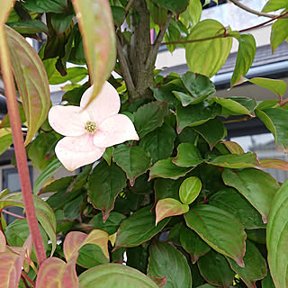 ヤマボウシの花のインテリア実例 Roomclip ルームクリップ