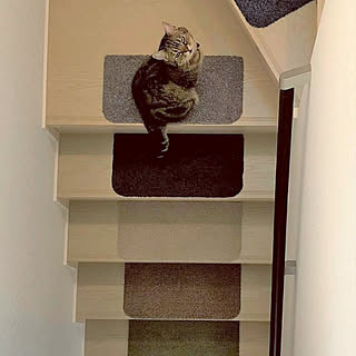 猫のいる部屋 タイルカーペット便利のインテリア実例 | RoomClip