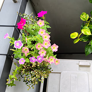 ペチュニア 挿し芽のインテリア実例 Roomclip ルームクリップ ペチュニア 挿し芽のインテリア実例 Roomclip ルームクリップ