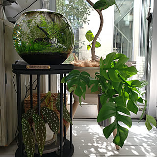 観葉植物 水挿しのインテリア実例 Roomclip ルームクリップ 観葉植物 水挿しのインテリア実例 Roomclip ルームクリップ