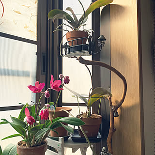 100均 胡蝶蘭のインテリア実例 Roomclip ルームクリップ 100均 胡蝶蘭のインテリア実例 Roomclip ルームクリップ