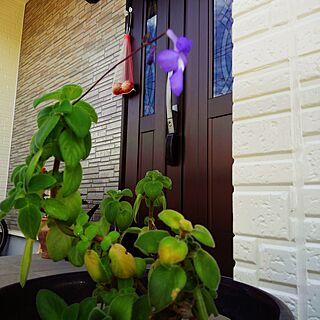 玄関/入り口/植物のある暮らし/お花のある暮らし/お花が咲いた/玄関前...などのインテリア実例 - 2016-07-05 11:45:32