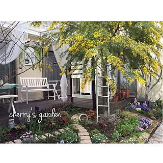 銀葉アカシアのインテリア実例 Roomclip ルームクリップ