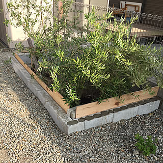 オリーブの木 花壇diyのインテリア 手作りの実例 Roomclip ルームクリップ