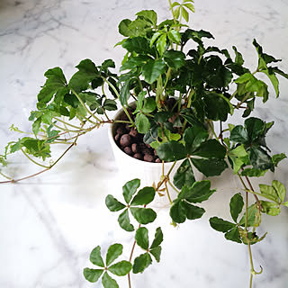 ハイドロカルチャー観葉植物のインテリア実例 Roomclip ルームクリップ