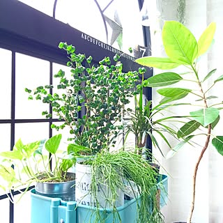 机/関西好きやねん会/ZOO会♡/中古住宅/観葉植物...などのインテリア実例 - 2015-07-17 11:11:00