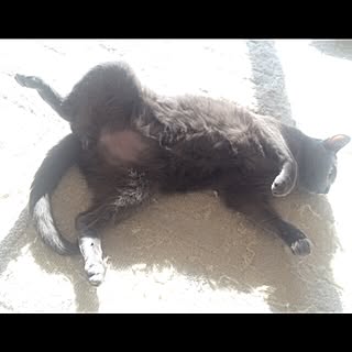 リビング/ねこと暮らす/ねこ/ねこのいる日常/猫のいる日常...などのインテリア実例 - 2016-01-06 20:10:59