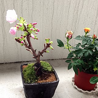 ベランダ/盆栽/植木/桜/バラのインテリア実例 - 2013-03-27 14:47:23