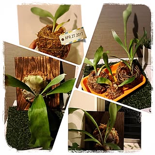 壁/天井/焼桐板/ビカクシダ/コウモリラン板付け/コウモリラン苔玉...などのインテリア実例 - 2017-04-27 08:45:47