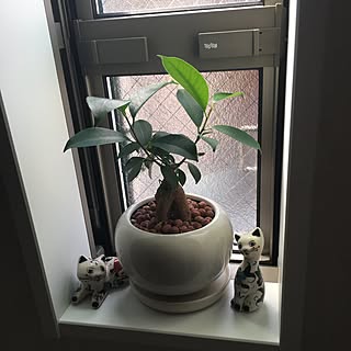 ガジマルのインテリア実例 Roomclip ルームクリップ