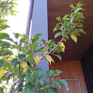 ソヨゴの実のインテリア実例 Roomclip ルームクリップ