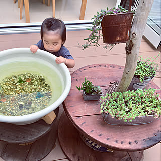 多肉植物 金魚鉢のインテリア実例 Roomclip ルームクリップ 多肉植物 金魚鉢のインテリア実例 Roomclip ルームクリップ
