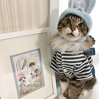 壁/天井/手作りカード/手作りアート/NO CAT,NO LIFE❤️/フォロワーさんに感謝♥...などのインテリア実例 - 2018-11-23 18:06:23